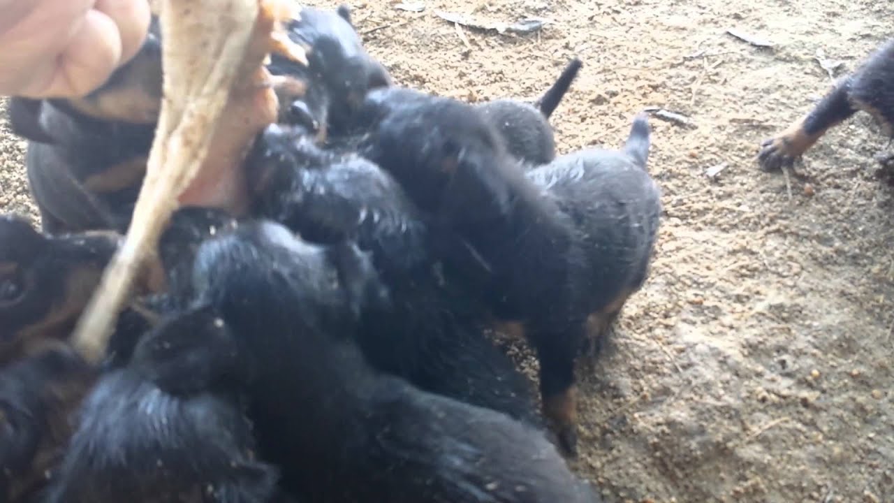 11 jagdterrier puppies