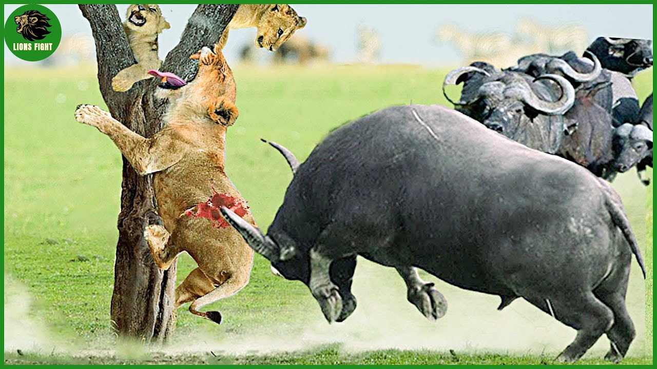 110 Horrific Moments When Deadly Horns Crush Predators | Animal Fight