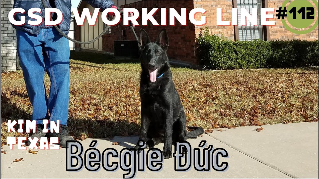 #112 GSD Working line Bécgie Đức /Kim in Texas.