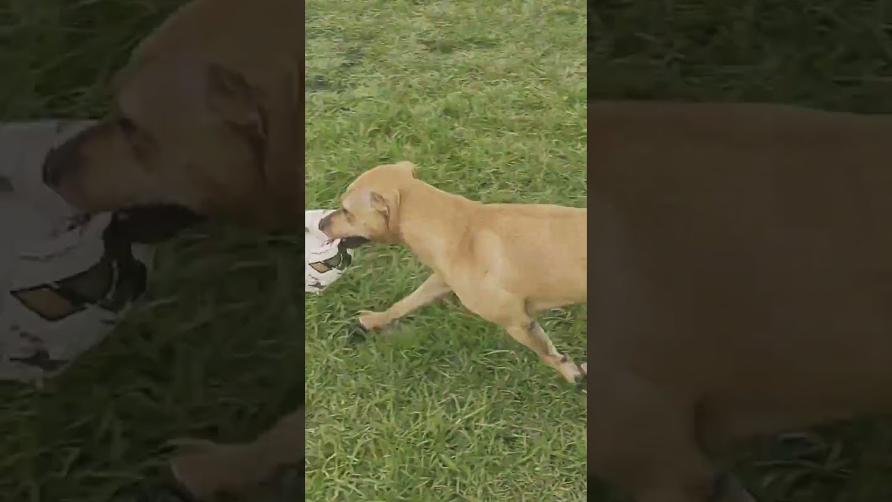 12 ft fence Jump American Pitbull Terrier Redboy Cottingham by Tom Garner. Apbt new record.