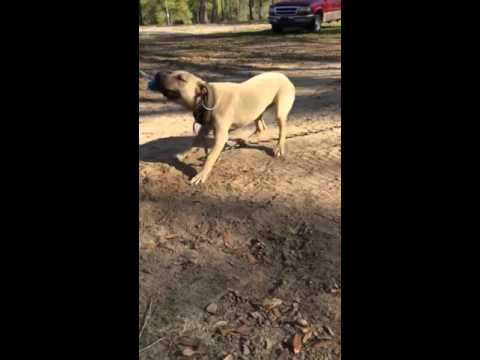 12 month Apbt