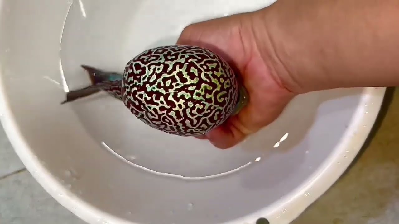 12 Most Beautiful Kamfa Flowerhorn Fish - Super Rare Flowerhorn Cichlids