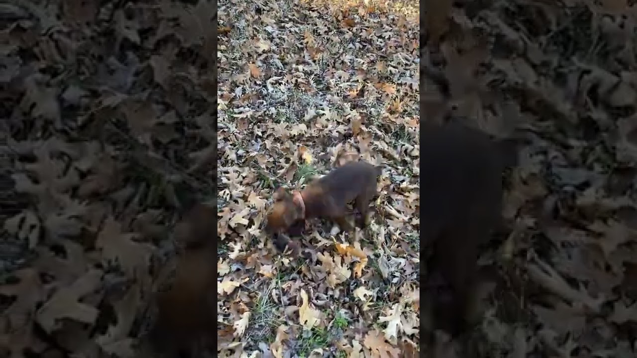 12 Week Old Patterdale Terrier vs Gopher