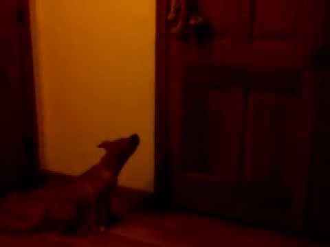12 week old pitbull on homemade springpole