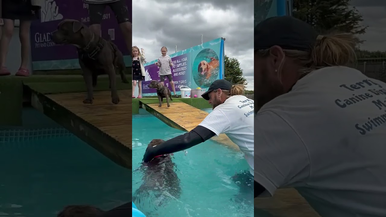 12 year old Staffordshire bull terrier Chloe has poorly leggies, she loves water 🐾💦💕🇬🇧