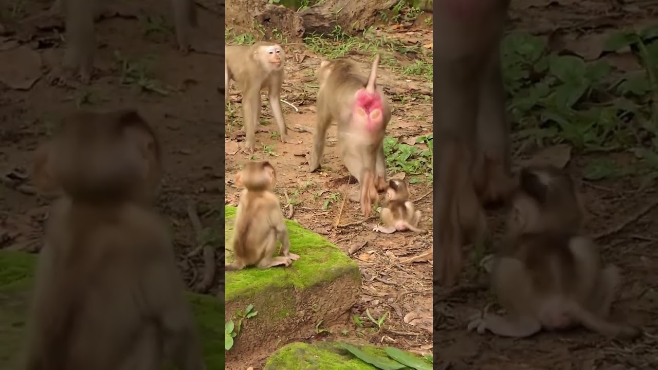 12-09-24 #babymonkey #monkey #monkeys #lovelybabymonkey #adorablebabymonkey #monkeywildlife