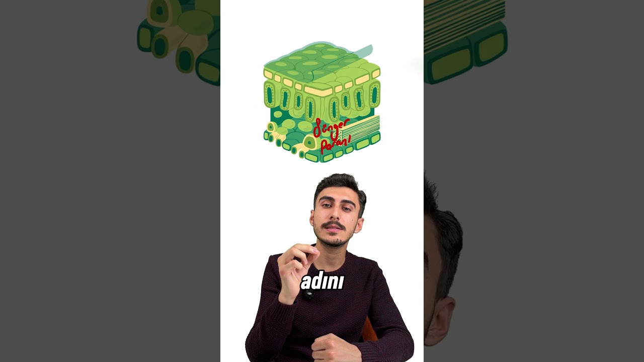 12.Sınıf Biyoloji 2.Dönem 1.Yazılı Hazırlık