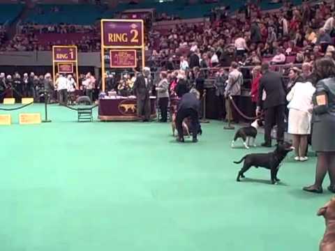 135th Westminster Dog Show - Staffordshire Bull Terrier Judging