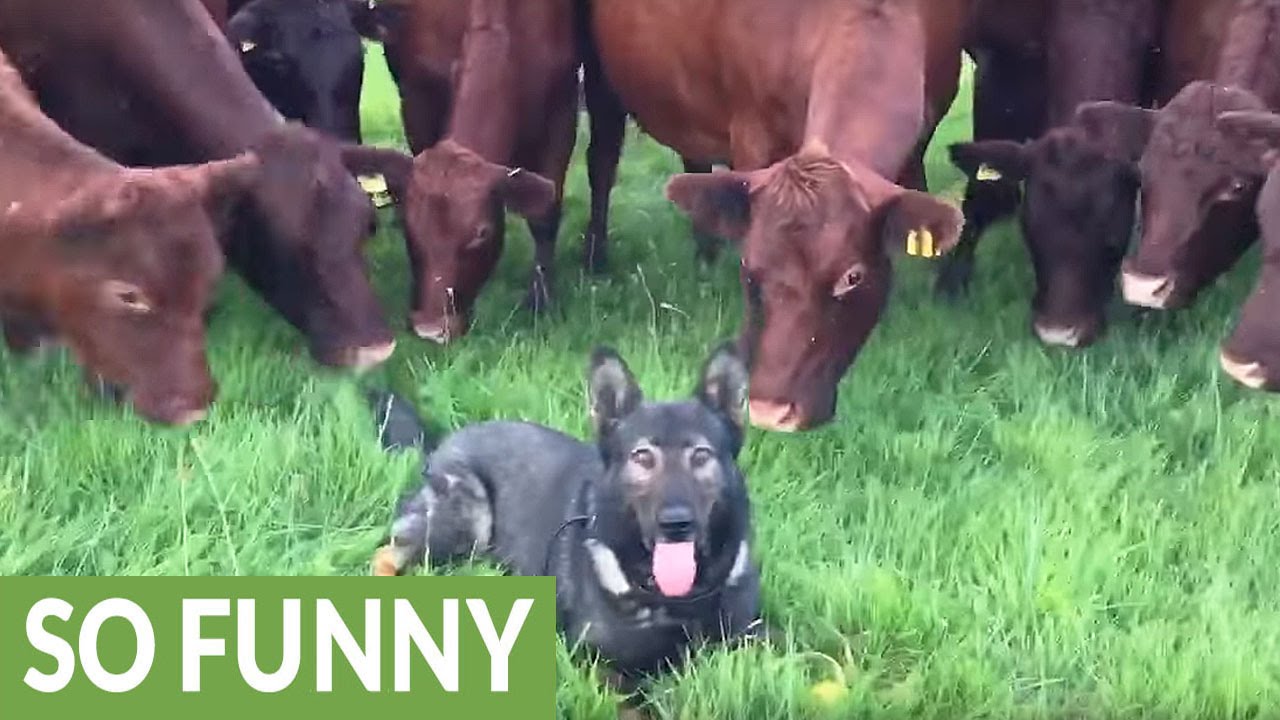 14 curious cows closely investigate relaxed dog