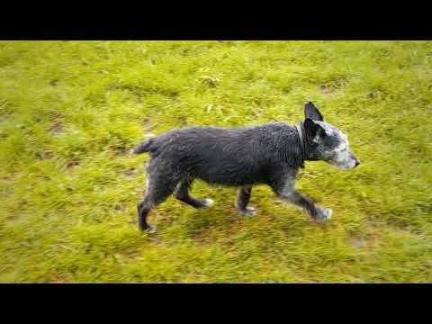 14 years old Patterdale Terrier's amazing recovery from 2 years of struggle with arthritis