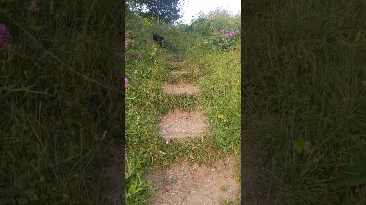 14 years old patterdale terrier's return of vitality on BiogenicPet