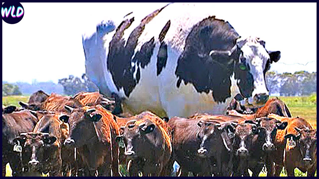 15 Abnormally Large Animals Caught On Camera