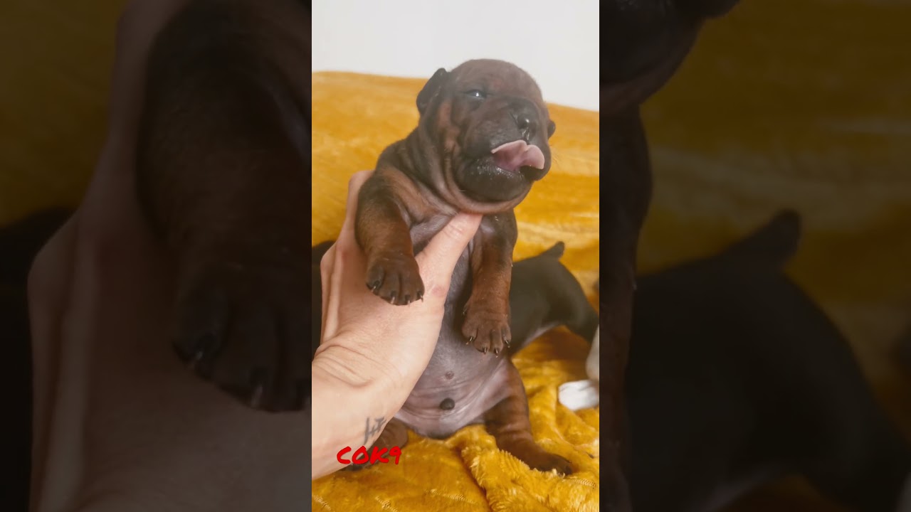 15 Days Chokopops Chuandong Hound pedigree CKU.