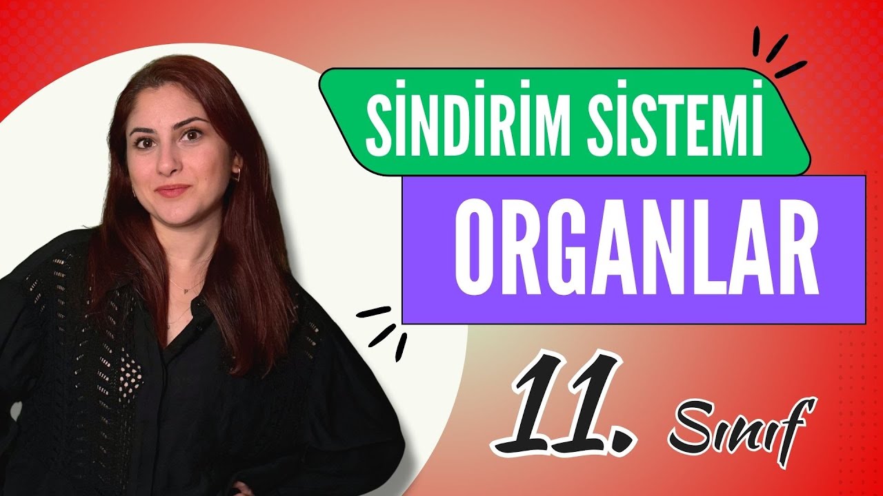 15) SİNDİRİM SİSTEMİ 1 - ORGANLAR | 11. SINIF | AYT BİYOLOJİ DERS NOTLARI | 2024
