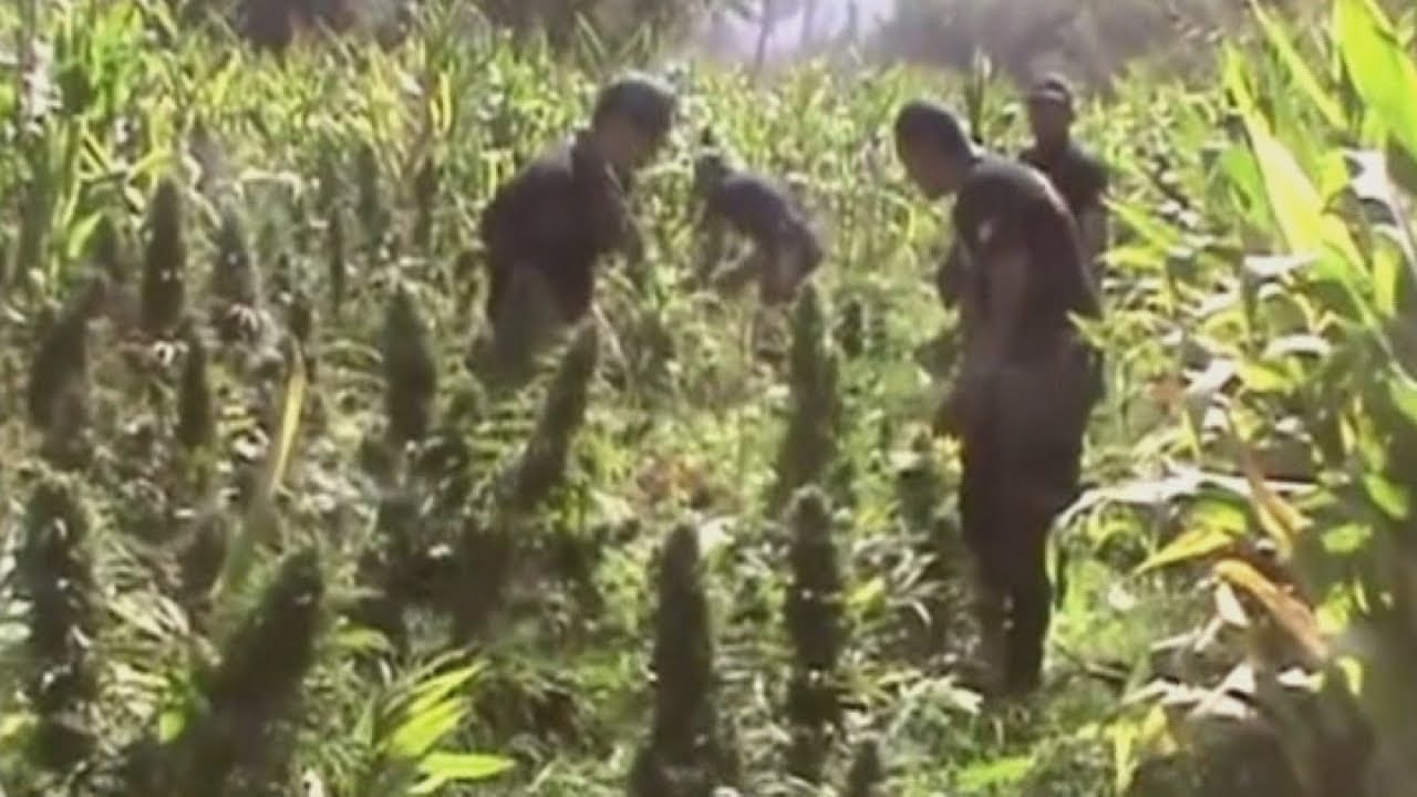 15,000 marijuana plants found in Peru by police