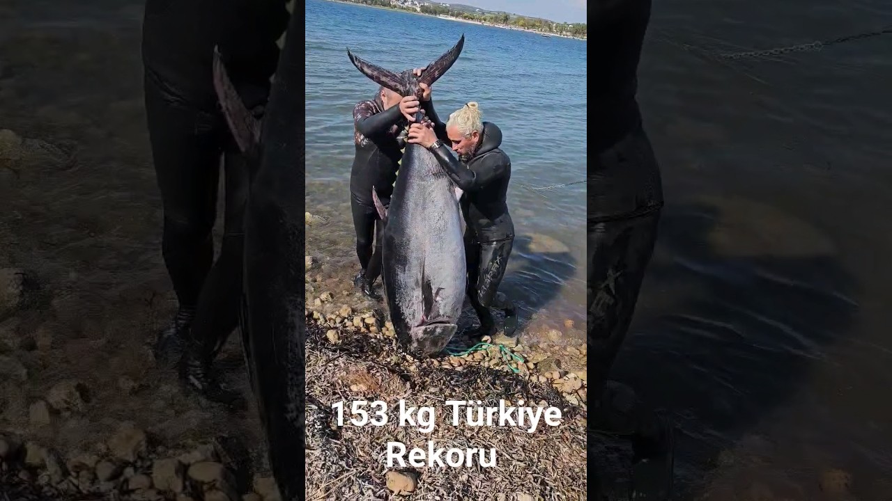 153 kg REKOR ORKİNOS #spearfishing #zıpkınlabalıkavı