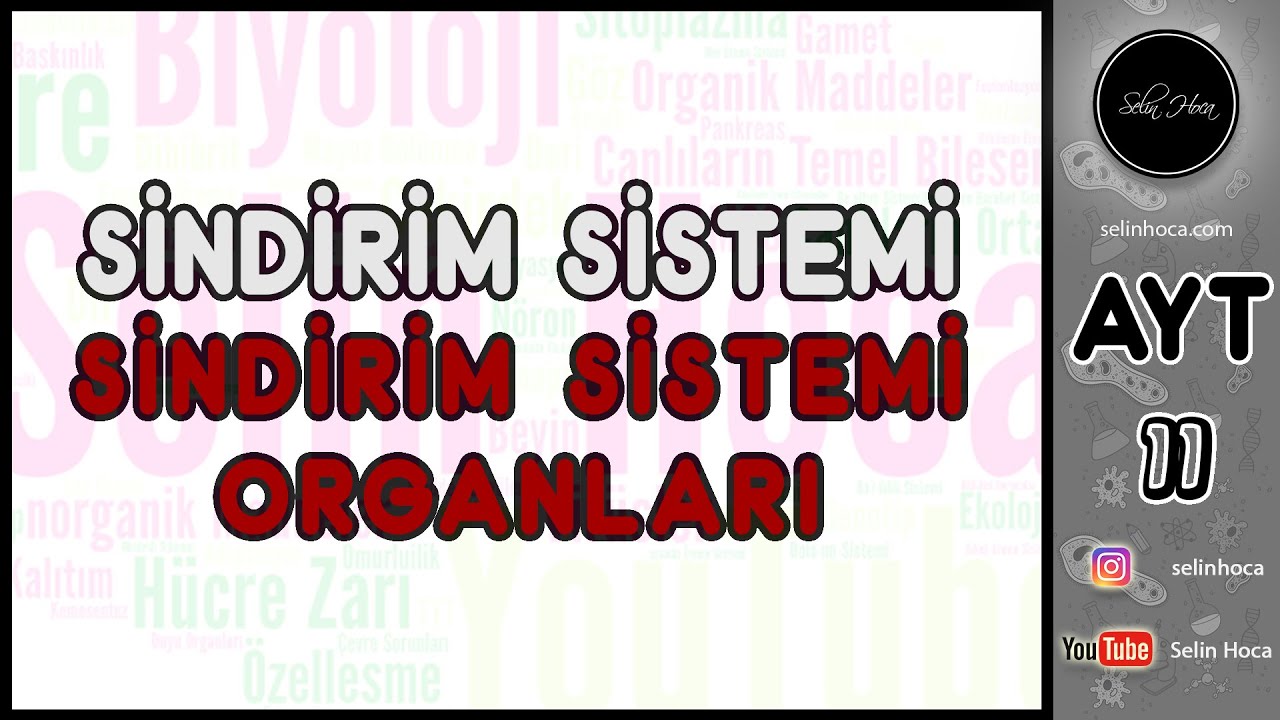 16) Sindirim Sistemi - Sindirim Sistemi Organları
