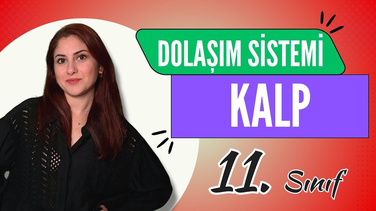 17) KALP - DOLAŞIM SİSTEMİ 1 | 11. SINIF | AYT BİYOLOJİ DERS NOTLARI | 2024