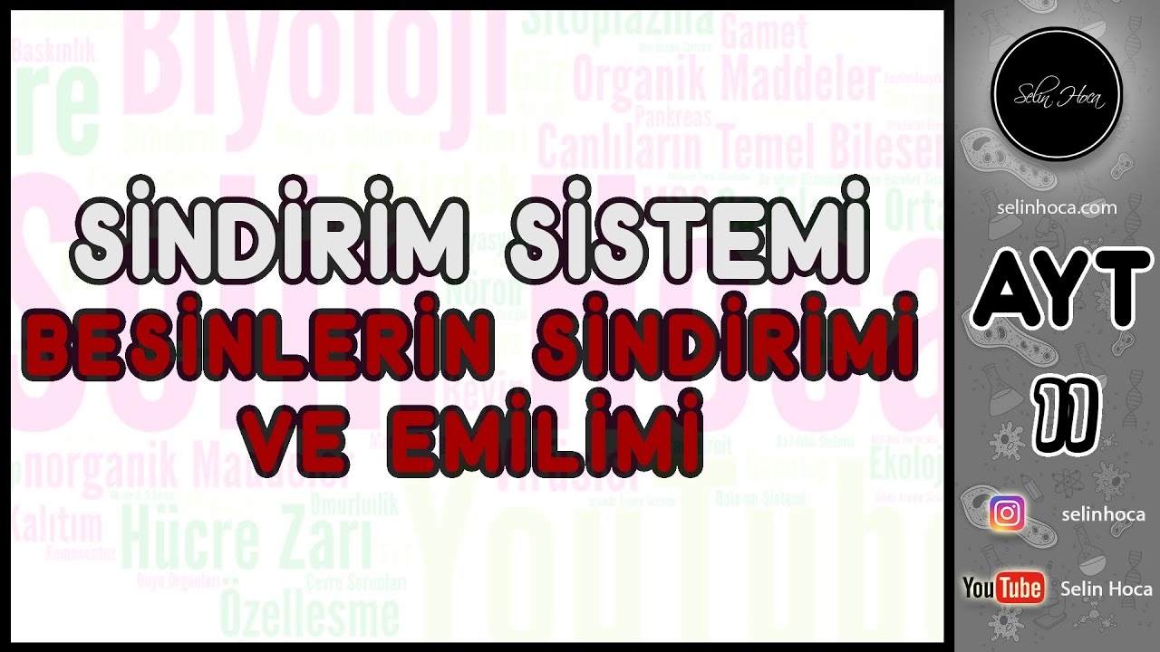 18) Sindirim Sistemi  - Besinlerin Sindirimi ve Emilimi