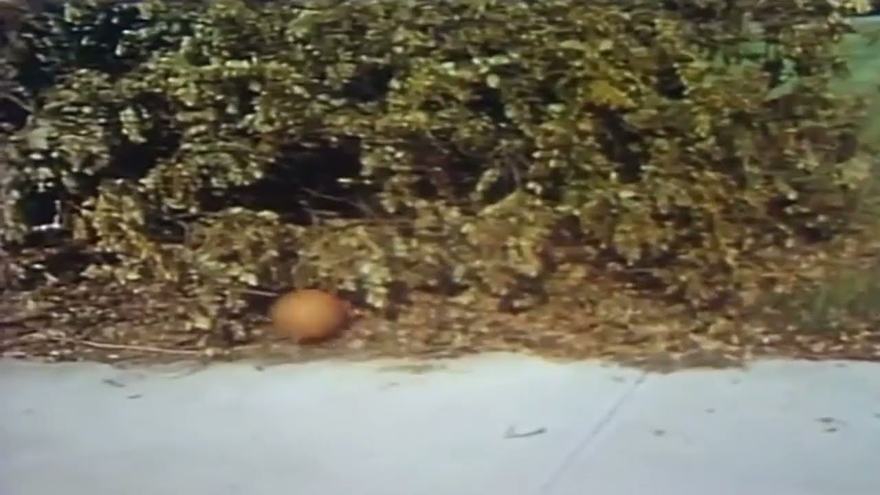 1970s 