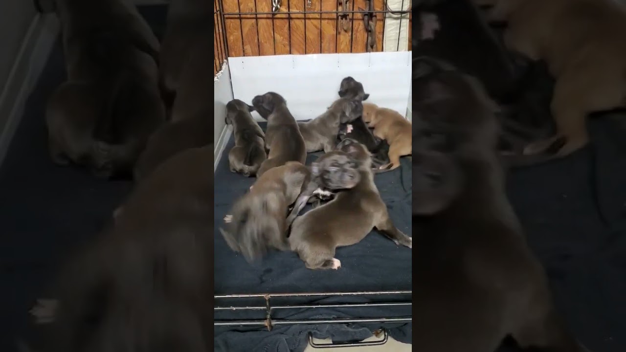 1week old apbt pups. redboy on top chinaman bottom