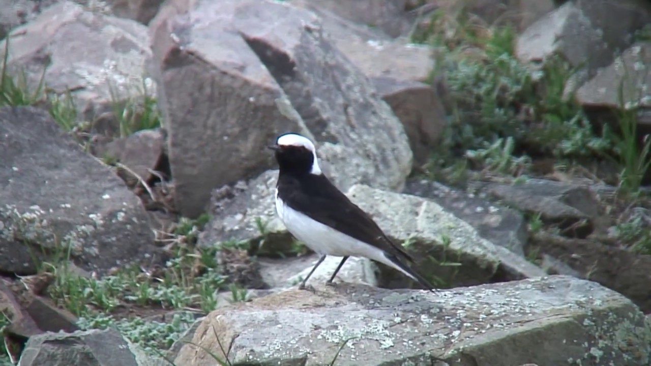 セグロサバクヒタキ（2）♂と♀（モンゴル） - Pied Wheatear - Wild Bird - 野鳥 動画図鑑