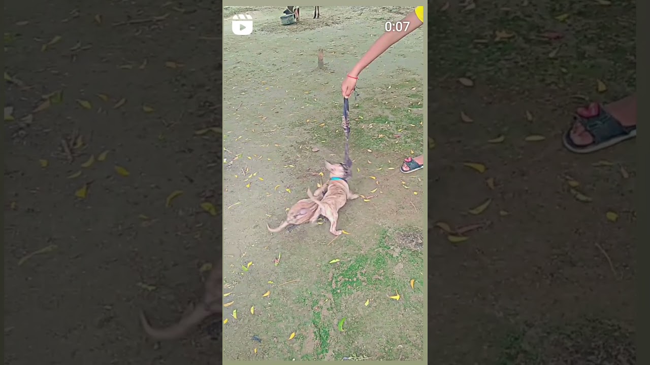2 apbt female for sale #pitbull #viralvideo