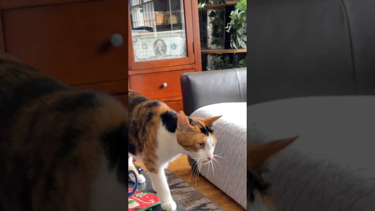 2 cats 1 dog #cat #dog #shorts