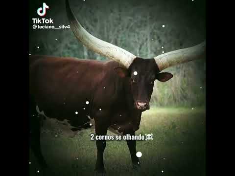 2 corno se olhando