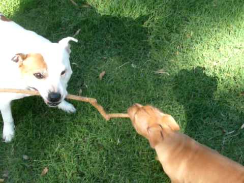 2 Dogs 1 Stick