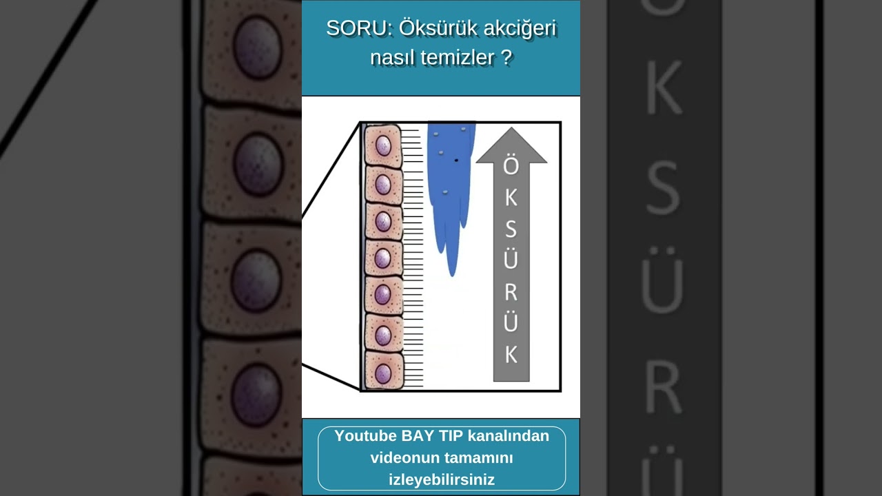 2- Öksürük Akciğeri nasil temizler?