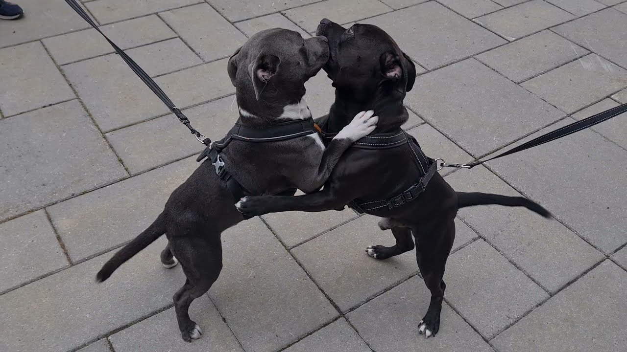 2 Staffordshire Bull Terrier  #staffordshirebullterrier #norway  #oslo