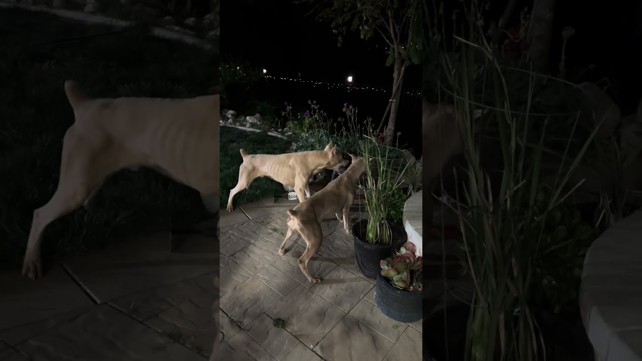2 White Doberman United vs 1 Pitbull, it’s a bully fight, Pitbull stand her ground