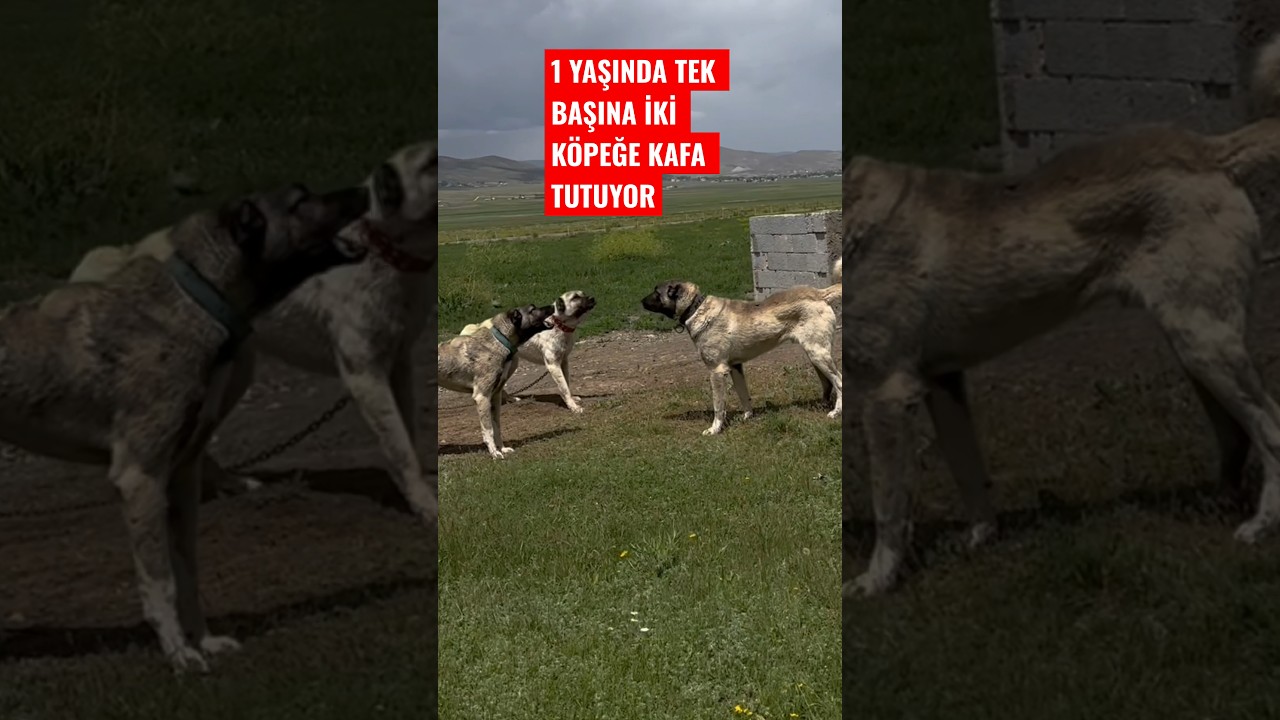 2 ye 1 #ATEŞ 🔥 #turkishkangal #anadoluaslanı #kangal