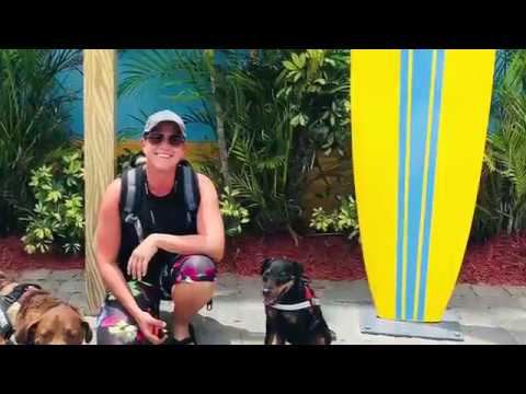 2 YR OLD Jagdterrier “ROXI“ | Melbourne Dog Trainers | Off Leash Dog Trainers