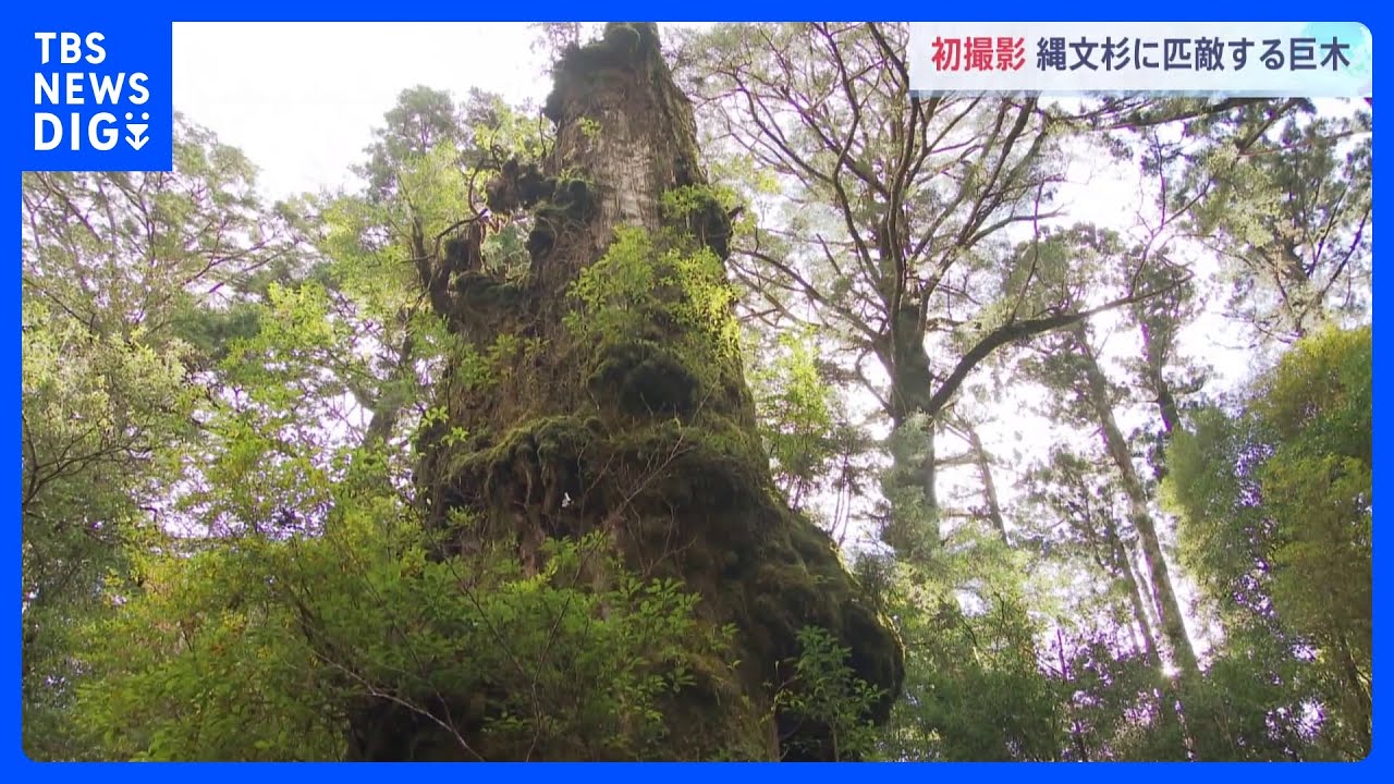テレビカメラ初撮影　「縄文杉」に匹敵する屋久島・最大級の巨木　樹齢2000年以上か　幹周り約16メートル　世界自然遺産　鹿児島・屋久島｜TBS NEWS DIG