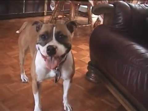 2003.BENTLEY & RUBY Staffordshire Bull Terriers