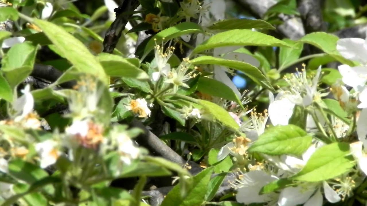 20110512 BumbleBeeOnBlossoms
