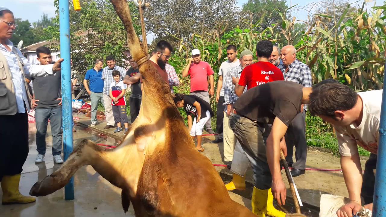 2016 KURBAN KESİMİİ  KASAP ADEM