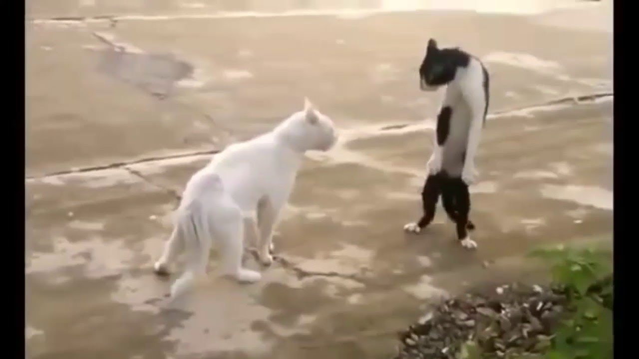 2021 yılının En İyi Komik Hayvan Videoları, şimdiye kadarki en komik hayvanlar😹😂😹-7