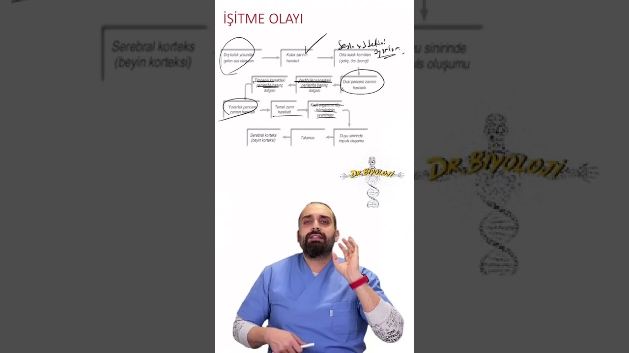 2022 AYT BİYOLOJİ KORTİ ORGANI SORUSU BARIŞ HOCA DOKTOR BİYOLOJİ