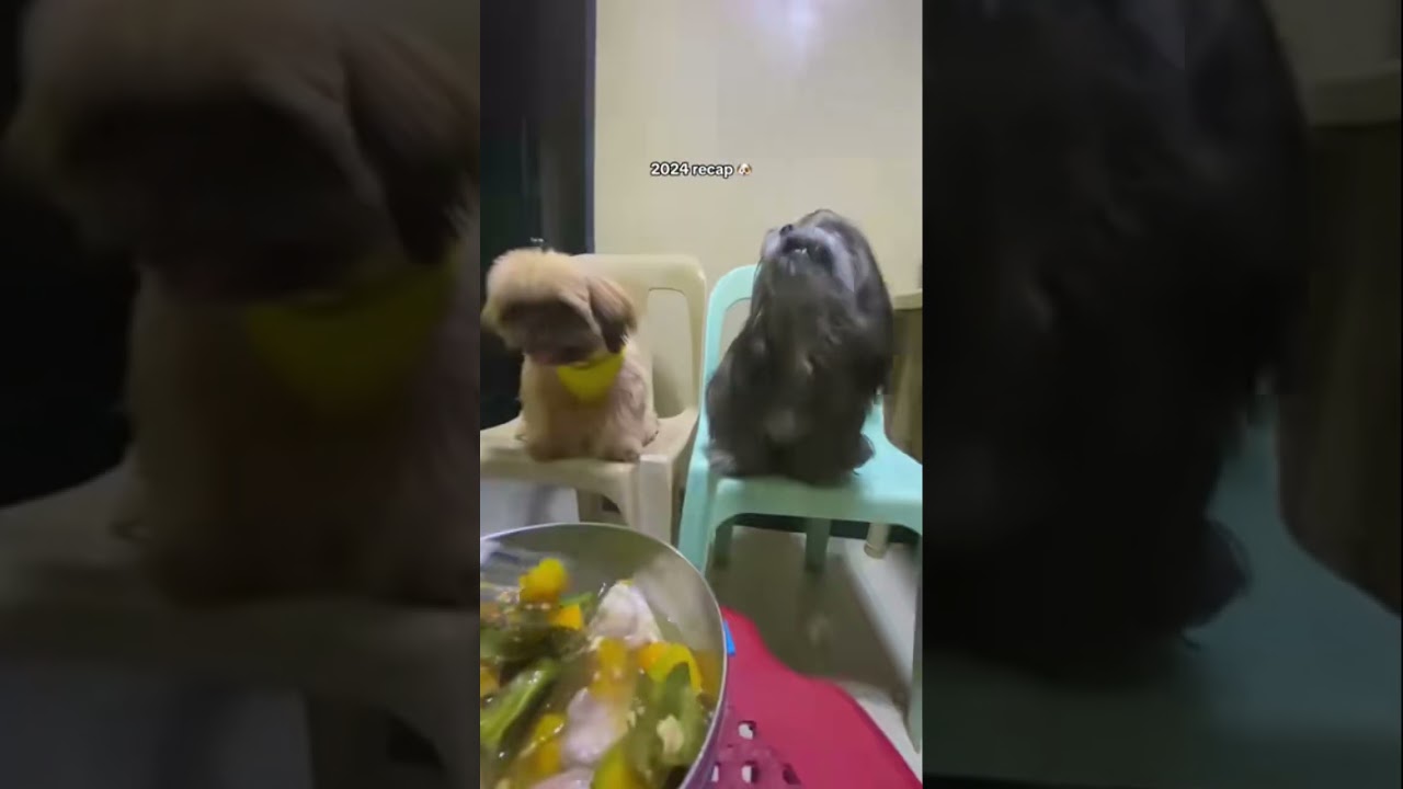 2024 recap of echo🐾  the kaldag/kaldog boy 😆🤣 #pets #cute #aboyandhisdog #puppyhood #funnypuppy