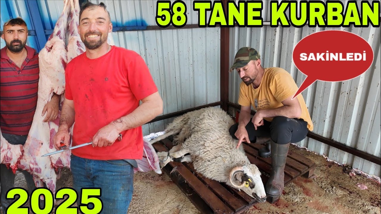 2025 KURBAN VİDEOSU.TEKBİR GETİRİNCE SAKİNLEDİ.KESİM DAGITIM BİZDE