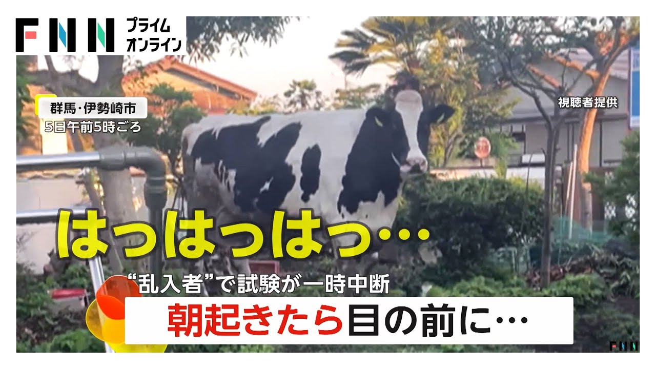 「夢かな」朝起きたら庭に牛が！群馬・伊勢崎市　福島運転免許センターにはニホンカモシカが乱入（2025/06/13）