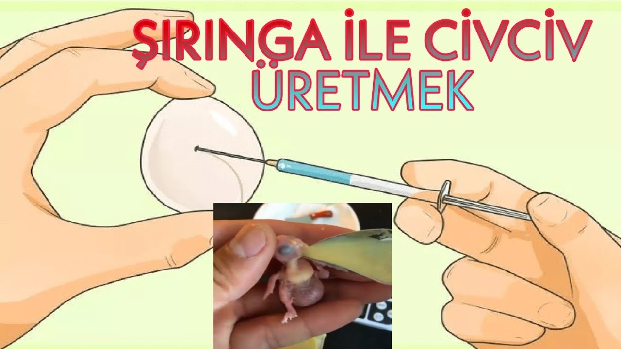 21 GÜNDE SIRINGA İLE CİVCİV 🐥 ÜRETMEK