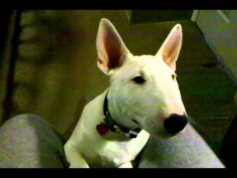 21 lbs of 12 week old Vicious Flesh Eating English Bull Terrier Puppy...