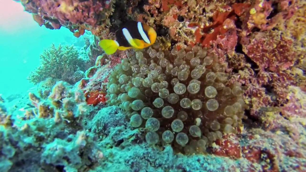 221 Anemonefish Maldives