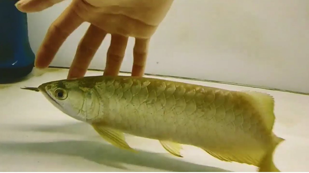 24 carat gold arowana fish price largest arowana in the world
