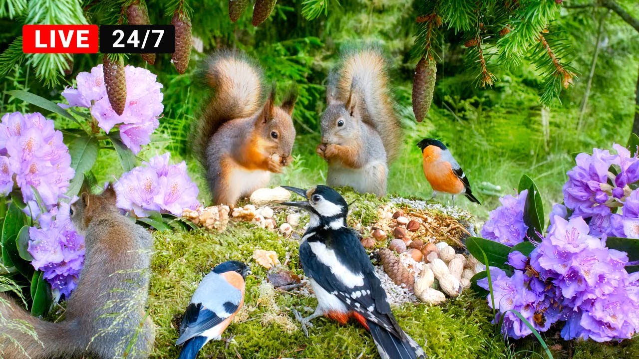 🔴24/7 LIVE CAT TV NO ADS 😺 Happy Birds and Baby Squirrels hanging out on a Mossy Rock