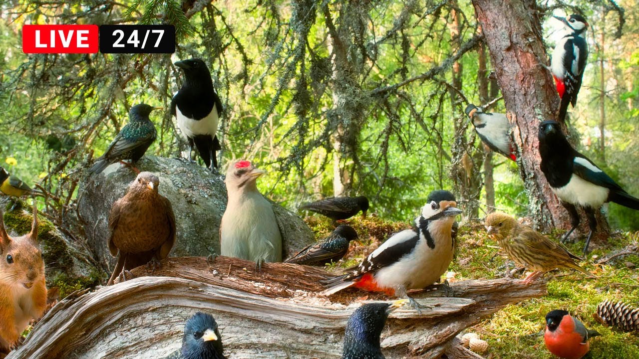 🔴24/7 LIVE CAT TV NO ADS😺 Bird Watching Extravaganza at Cozy Forest Nook Restaurant